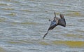 Pelican Dives Upside Down!