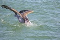 Pelican Diving During A Fish Hunt Royalty Free Stock Photo