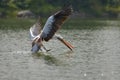 Diving Pelican Royalty Free Stock Photo