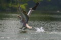 diving pelican Royalty Free Stock Photo