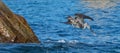 Pelican diving in the water for a fish near Los Arcos / Lands End in Cabo San Lucas Baja Mexico Royalty Free Stock Photo