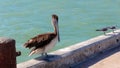 Pelican on the pier in Progreso, Mexico