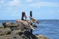 A pelican dries her wings before taking flight for more fish along the Boca Raton, Florida shoreline Royalty Free Stock Photo