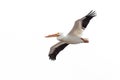 Pelican Drifts Across The Sky