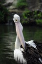 Pelican drying its feathers Royalty Free Stock Photo