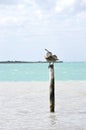 Pelican eating in White Cay, Cuba