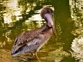 pelican eating in the cuban nature