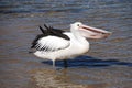 Pelican eating fish