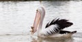 Pelican eating fish in the ocean