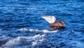 Pelican eating and swallowing down a freshly caught fish near Los Arcos / Lands End in Cabo San Lucas Baja Mexico