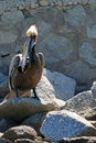 Pelican eating swordfish skin on harbor rocks in Cabo San Lucas Baja Mexico Royalty Free Stock Photo