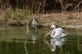 A pelican eats a fish next to a gray heron in a pond