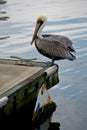 Pelican on edge of dock