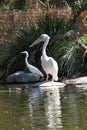 Pelican and Egret