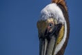 Pelican eye close up while swiiming in the blue baja california sea Royalty Free Stock Photo