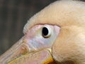 Pelican eye closeup image Royalty Free Stock Photo