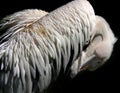 Pelican feathers