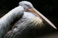 Pelican feathers Royalty Free Stock Photo