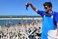 Pelican feeding - Gold Coast Queensland Australia