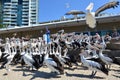 Pelican feeding - Gold Coast Queensland Australia