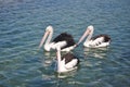 Pelican Feeding