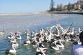 Pelican Feeding