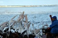 Pelican Feeding Show at The Entrance