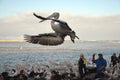 Pelican Feeding show at The Entrance