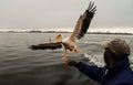 The pelican feeding in Walvis Bay