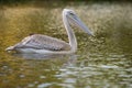 Pelican feeding on water reflection South Africa