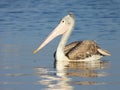 Pelican Fishing in a Lake Water