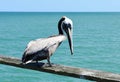 Pelican on fishing pier Royalty Free Stock Photo