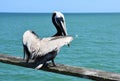 Pelican on fishing pier Royalty Free Stock Photo