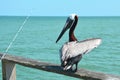 Pelican on fishing pier Royalty Free Stock Photo