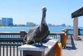 A pelican at the fishing pier near Clearwater Beach, Florida, U.S.A Royalty Free Stock Photo