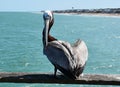 Pelican on fishing pier Royalty Free Stock Photo