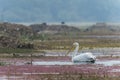 Pelican fishing in water seen at bharatpur Royalty Free Stock Photo