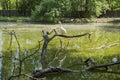 A pelican and five turtles on a lake