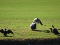 pelican fixing feathers in the Everglades Royalty Free Stock Photo