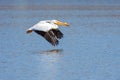 Pelican Flies Above the Blue Water Royalty Free Stock Photo