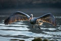 Pelican flies backlit spreading wings over lake Royalty Free Stock Photo