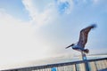Pelican flies off Pensacola Pier displaying his plumage