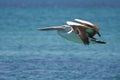 Pelican in flight Royalty Free Stock Photo