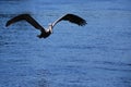 Pelican in Flight