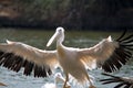 A Pelican in flight Royalty Free Stock Photo