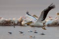 Pelican In Flight