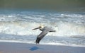 Pelican in flight Royalty Free Stock Photo