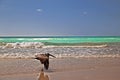 Pelican In Flight On The Beach,Cuba Royalty Free Stock Photo