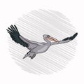 pelican flight. bird flies waving Royalty Free Stock Photo