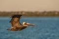 Pelican in flight Royalty Free Stock Photo